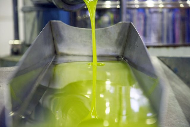Jaén prevé que su producción de aceite de oliva aumente un 69% esta campaña