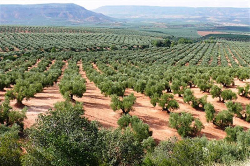 El paisaje del olivar, candidato español a la Lista de Patrimonio Mundial de la Unesco