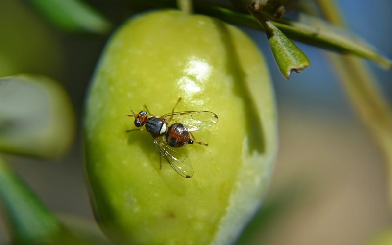 Todo listo en Mágina para el control y tratamiento contra la plaga de la mosca del olivo