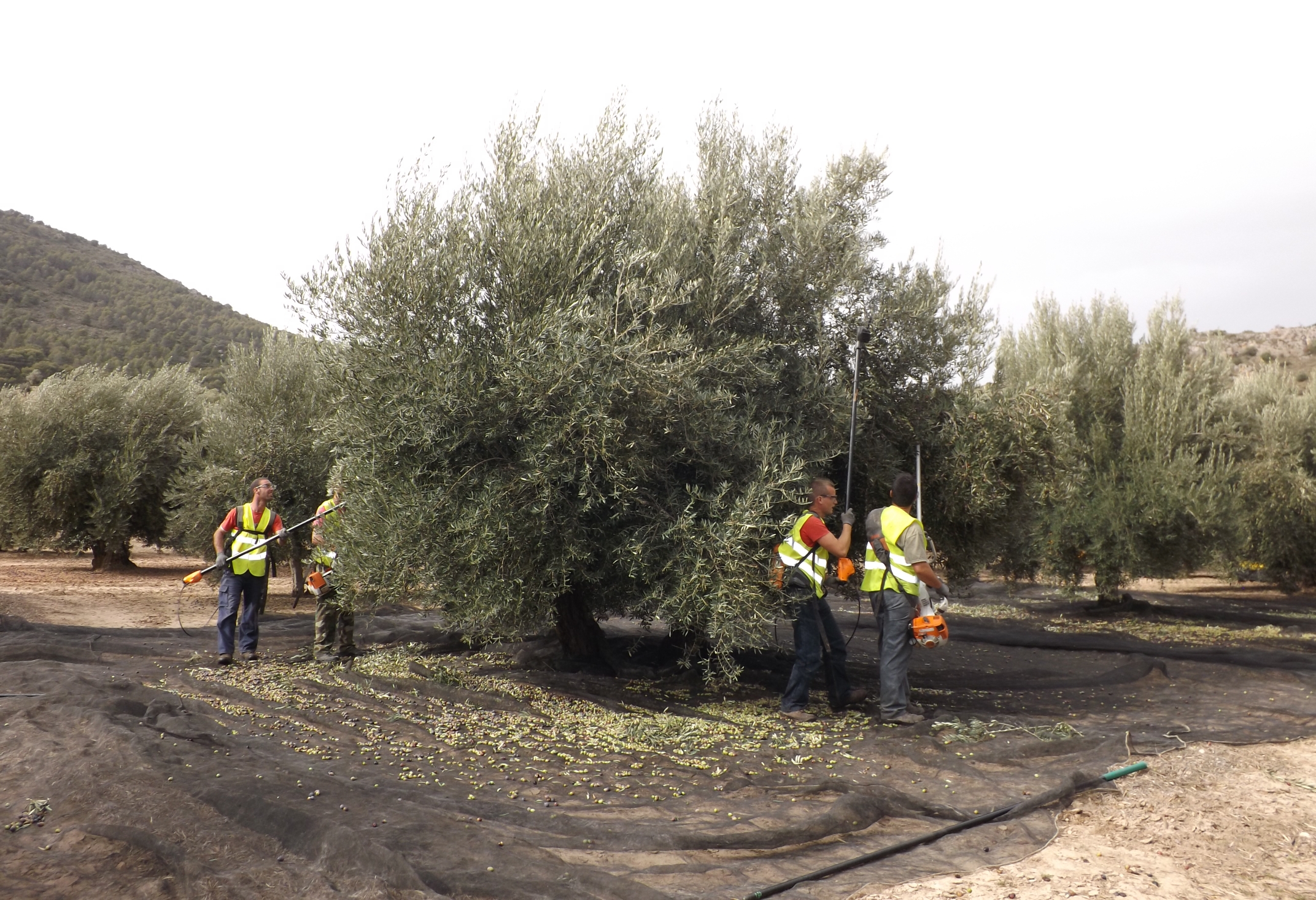 Más de la mitad de la cosecha de aceituna ya se ha recogido en Sierra Mágina
